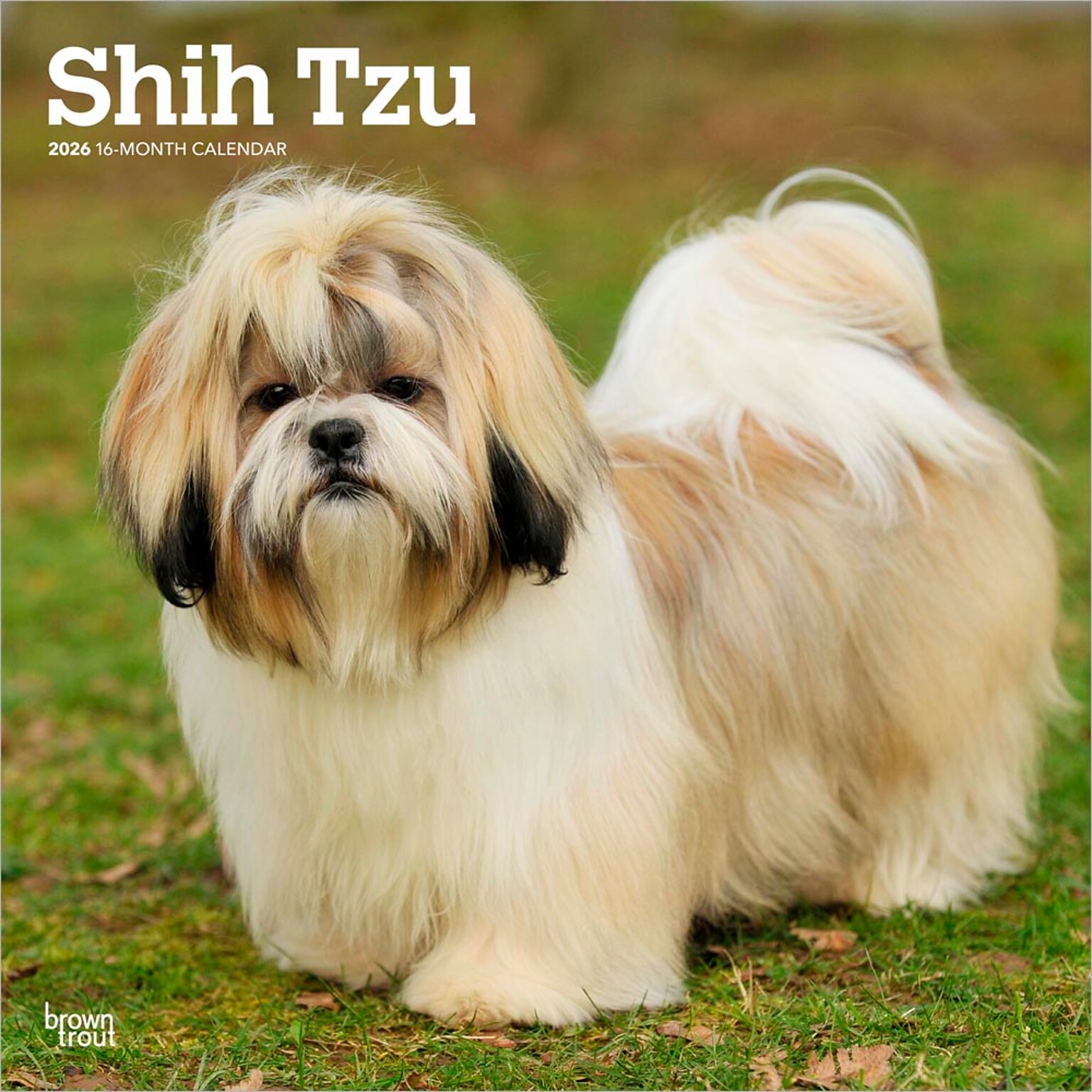 2026 BrownTrout Shih Tzu 12 x 12 Monthly Wall Calendar (9798330705535)