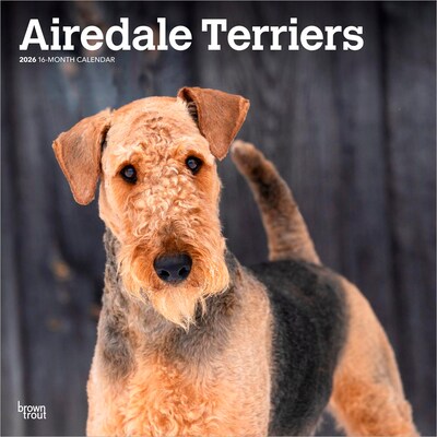 2026 BrownTrout Airedale Terriers 12 x 12 Monthly Wall Calendar (9798330702015)