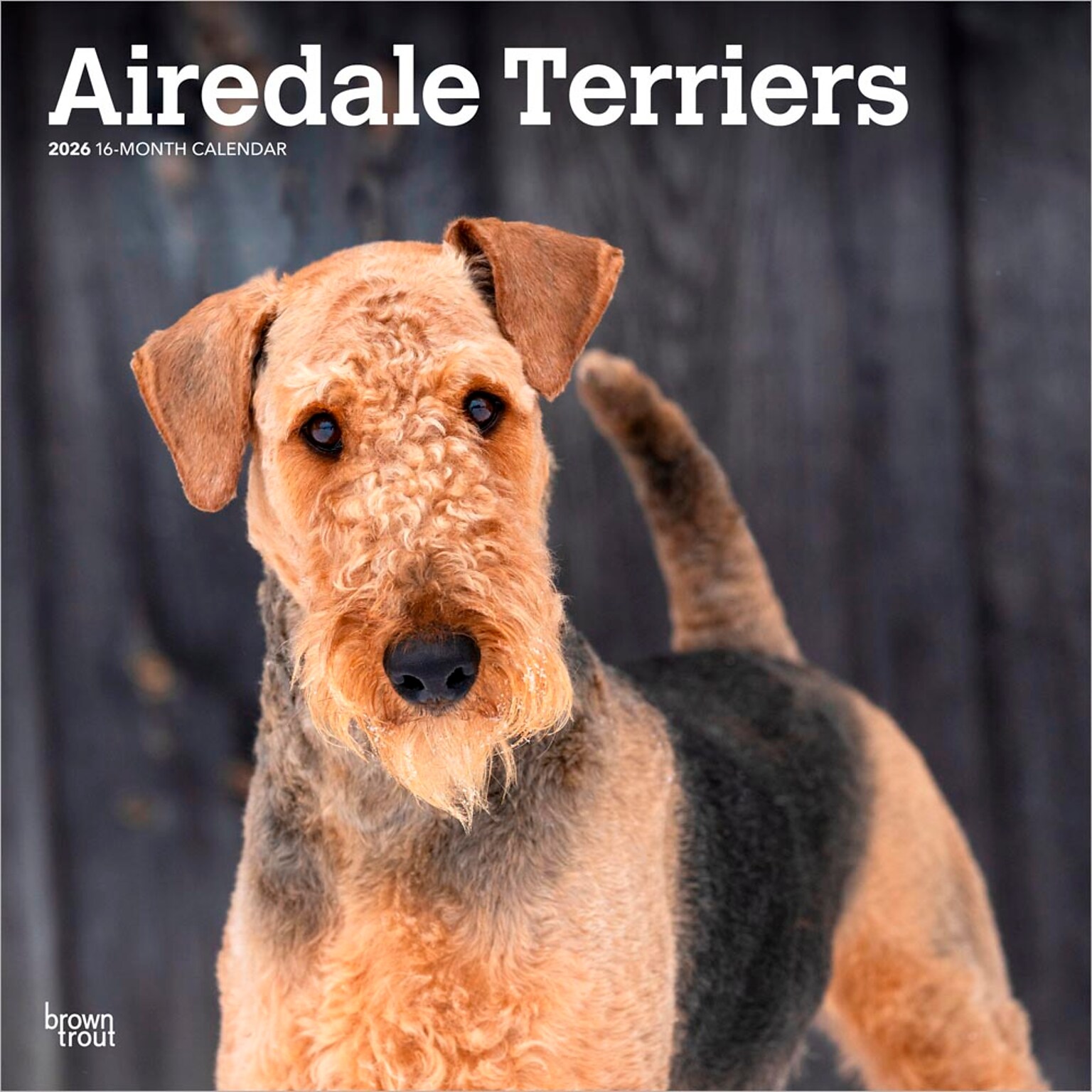 2026 BrownTrout Airedale Terriers 12 x 12 Monthly Wall Calendar (9798330702015)