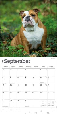 2026 BrownTrout Bulldogs 12" x 12" Monthly Wall Calendar (9798330703210)