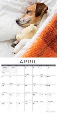 2026 Willow Creek Naptime: Dogs & Puppies on their Best Behavior 12" x 12" Monthly Wall Calendar (52099)