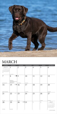 2027 Willow Creek Chocolate Labs  12" x 12" Monthly Wall Calendar (59692)