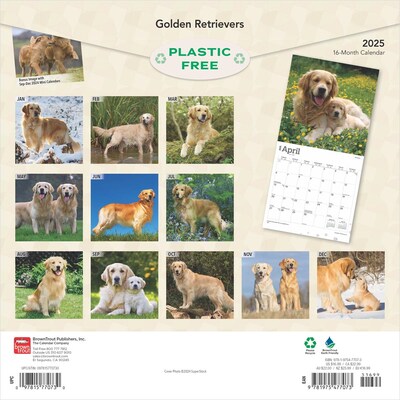 2025 BrownTrout Golden Retrievers 12" x 12" Monthly Square Wall Calendar (9781975477073)