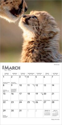 2026 BrownTrout Baby Animals 7" x 7" Monthly Wall Calendar (9798330702237)