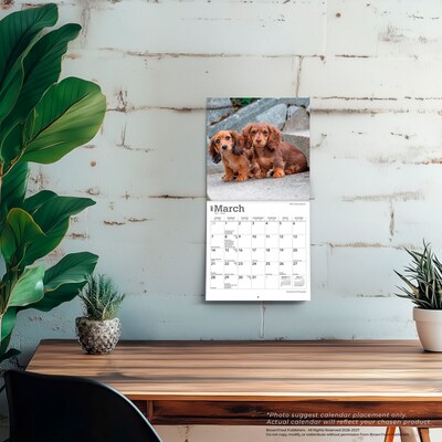 2027 BrownTrout Dachshund Puppies 7" x 7" Monthly Wall Calendar, Assorted Colors (9798330709977)