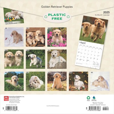 2025 BrownTrout Golden Retriever Puppies 12 x 12 Monthly Square Wall Calendar (9781975477066)