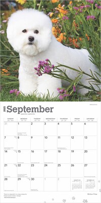 2025 BrownTrout Bichon Frise 12" x 12" Monthly Wall Calendar (9781975476632)