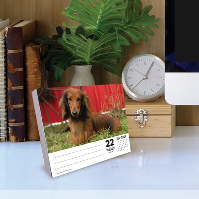 2026 Willow Creek Dachshunds 6.2" x 5.4" Day-to-Day Calendar (54093)