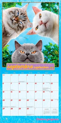 2026 BrownTrout Avanti Chatons Grognons OFFICIEL 12" x 12" Monthly Wall Calendar (9798330707287)