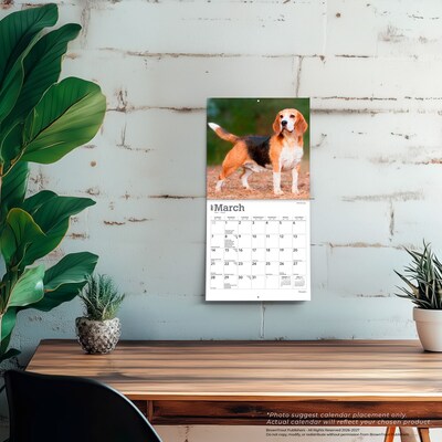 2027 BrownTrout Beagles 7" x 7" Monthly Wall Calendar, Assorted Colors (9798330709885)