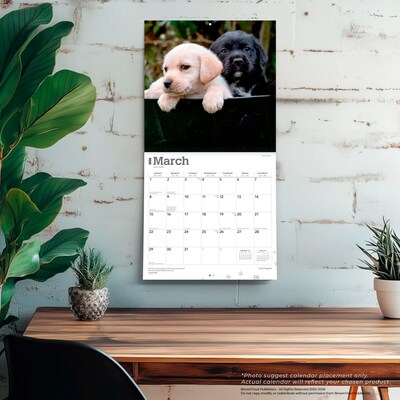 2026 BrownTrout Labrador Retriever Puppies 12" x 12" Monthly Wall Calendar (9798330704170)