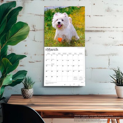 2026 BrownTrout West Highland White Terriers 12" x 12" Monthly Wall Calendar (9798330706280)