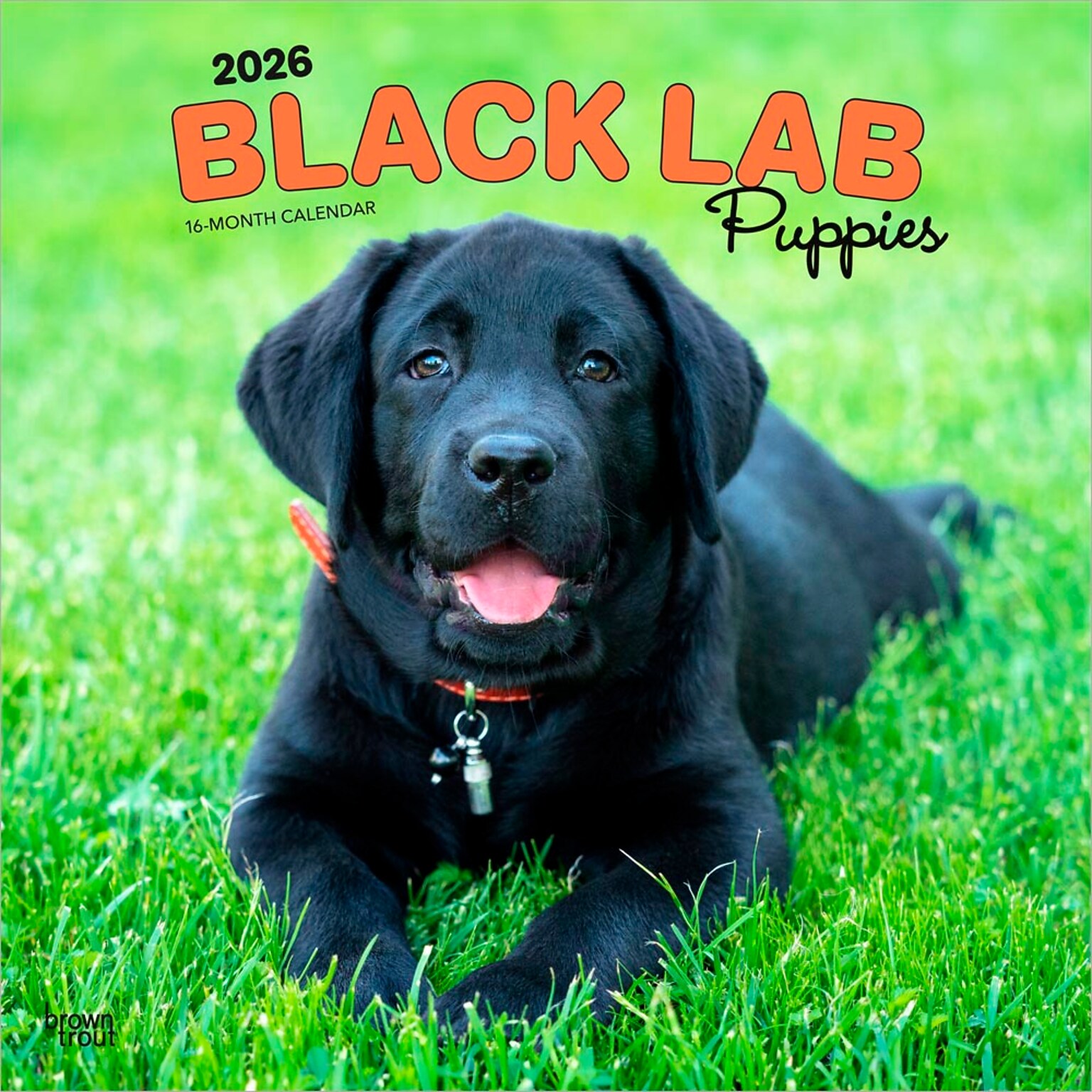 2026 BrownTrout Black Labrador Retriever Puppies 12 x 12 Monthly Wall Calendar (9798330704194)