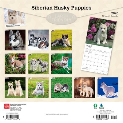 2026 BrownTrout Siberian Husky Puppies 12 x 12 Monthly Wall Calendar (9798330705603)