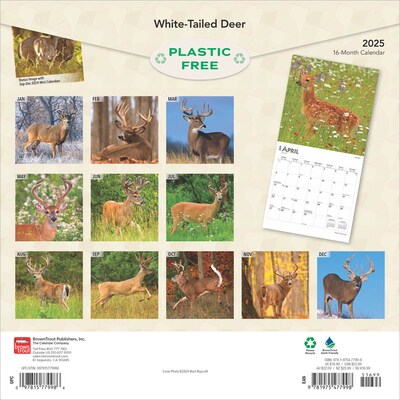 2025 BrownTrout White Tailed Deer 12 x 12 Monthly  Wall Calendar (9781975477998)