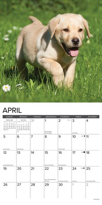 2026 Willow Creek Yellow Lab Puppies 12" x 12" Monthly Wall Calendar (53348)