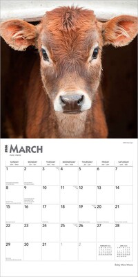 2026 BrownTrout Baby Moo Moos 12" x 12" Monthly Wall Calendar (9798330702282)
