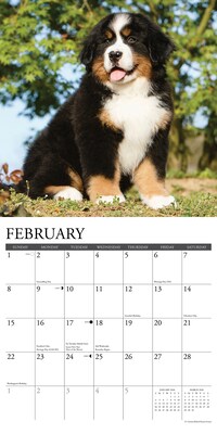 2026 Willow Creek Bernese Mountain Puppies 12" x 12" Monthly Wall Calendar (50194)