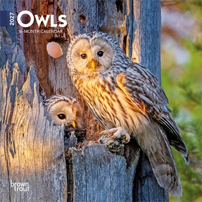 2027 BrownTrout Owls 7 x 7 Monthly Wall Calendar (9798330709847)