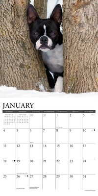 2026 Willow Creek Boston Terriers 12" x 12" Monthly Wall Calendar (55342)