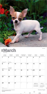 2026 BrownTrout Chihuahua Puppies 12" x 12" Monthly Wall Calendar (9798330702923)