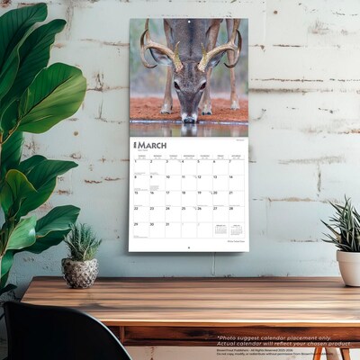 2026 BrownTrout White Tailed Deer 12" x 12" Monthly Wall Calendar (9798330706334)
