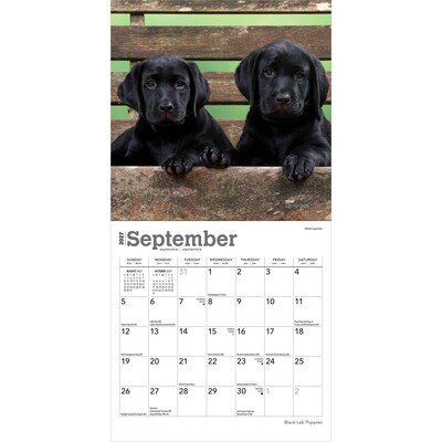 2027 BrownTrout Black Labrador Retriever Puppies 7" x 7" Monthly Wall Calendar (9798330714315)
