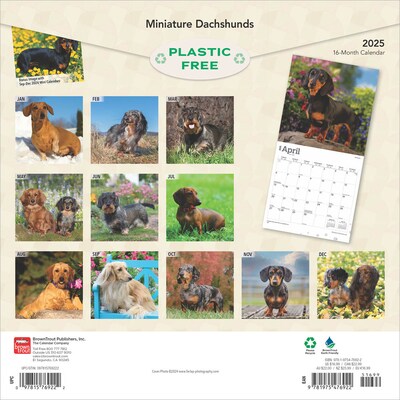 2025 BrownTrout Miniature Dachshunds 12 x 24 Monthly Square Wall Calendar, (9781975476922)