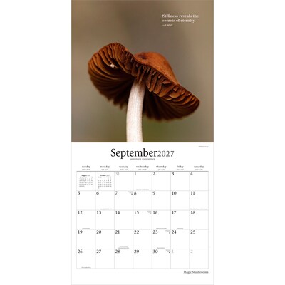 2027 BrownTrout Magic Mushrooms 12" x 12" Monthly Wall Calendar (9798330714025)