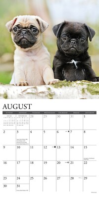 2026 Willow Creek Pug Puppies 12" x 12" Monthly Wall Calendar (52495)