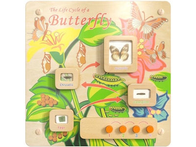 Flash Furniture Bright Beginnings Butterfly Life Cycle Wall Activity Board (MK-ME12883-GG)