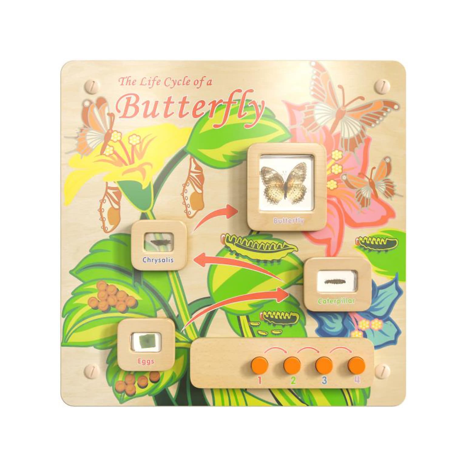 Flash Furniture Bright Beginnings Butterfly Life Cycle Wall Activity Board (MK-ME12883-GG)