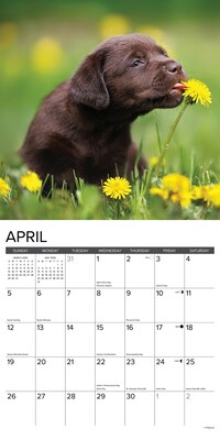 2026 Willow Creek Chocolate Lab Puppies 12" x 12" Monthly Wall Calendar (55359)