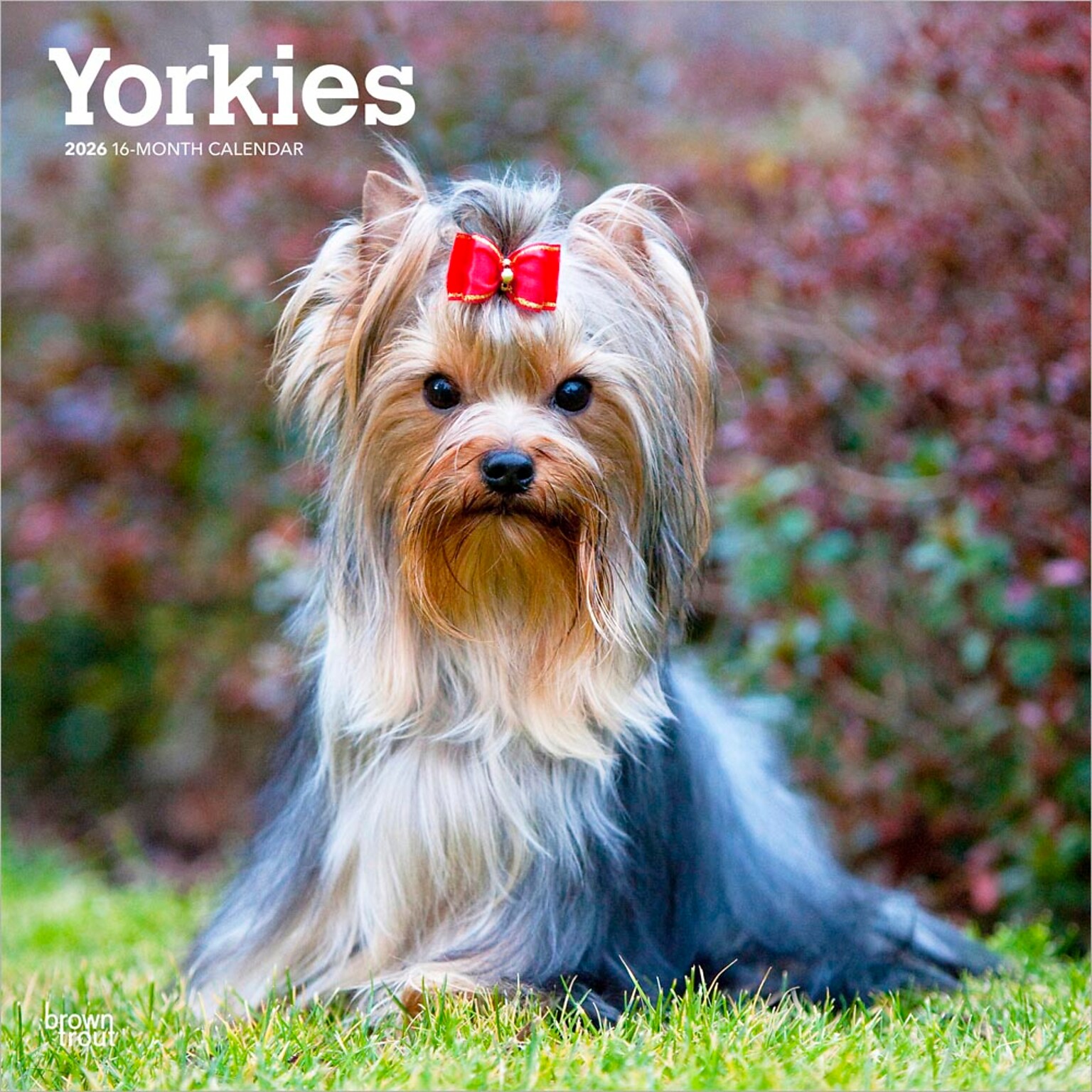 2026 BrownTrout Yorkshire Terriers 12 x 12 Monthly Wall Calendar (9798330706464)