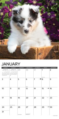 2027 Willow Creek Sheltie Puppies 12" x 12" Monthly Wall Calendar, Assorted Colors (62296)
