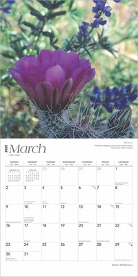 2025 BrownTrout Desert Wildflowers 12" x 12" Monthly  Wall Calendar (9781975476014)