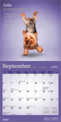2026 BrownTrout Yoga Puppies 7" x 7" Monthly Wall Calendar (9798330701988)