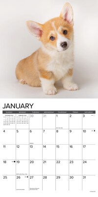 2026 Willow Creek Corgi Puppies 12" x 12" Monthly Wall Calendar (50811)