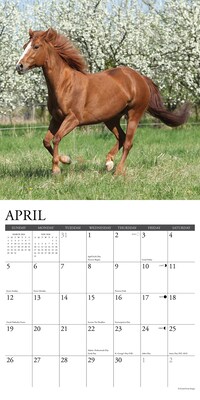 2026 Willow Creek American Quarter Horses 12" x 12" Monthly Wall Calendar (49853)