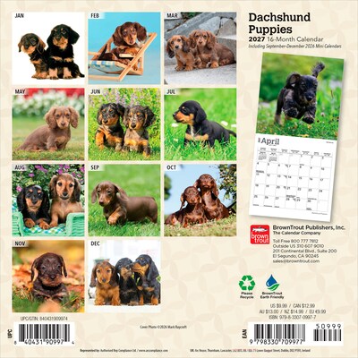 2027 BrownTrout Dachshund Puppies 7 x 7 Monthly Wall Calendar, Assorted Colors (9798330709977)