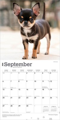 2026 BrownTrout Chihuahua Puppies 12" x 12" Monthly Wall Calendar (9798330702923)