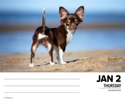 2025 Willow Creek Chihuahuas 6" x 5.5" Day-to-Day Calendar, Multicolor (40737)
