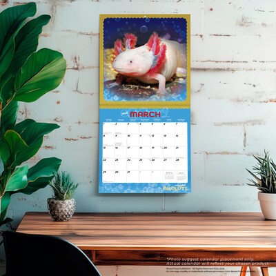 2026 BrownTrout Adorable Axolotl 12" x 12" Monthly Wall Calendar (9798330708079)