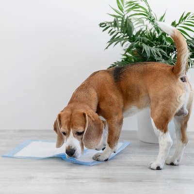 DMI Ultra Absorbent Disposable Incontinence Pads, 36"L x 36"W, 50/Carton (560-7097-1900)