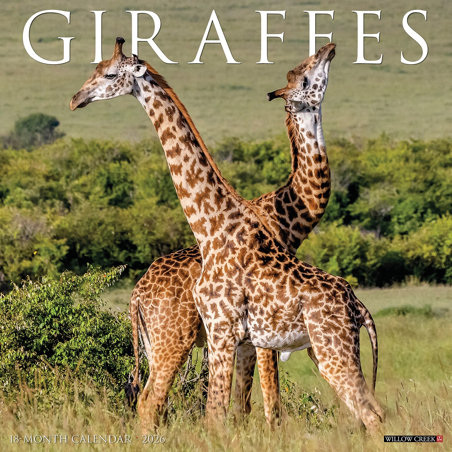 2026 Willow Creek Giraffes 12 x 12 Monthly Wall Calendar (51276)