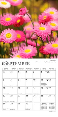 2026 BrownTrout Wildflowers 7" x 7" Monthly Wall Calendar (9798330706358)
