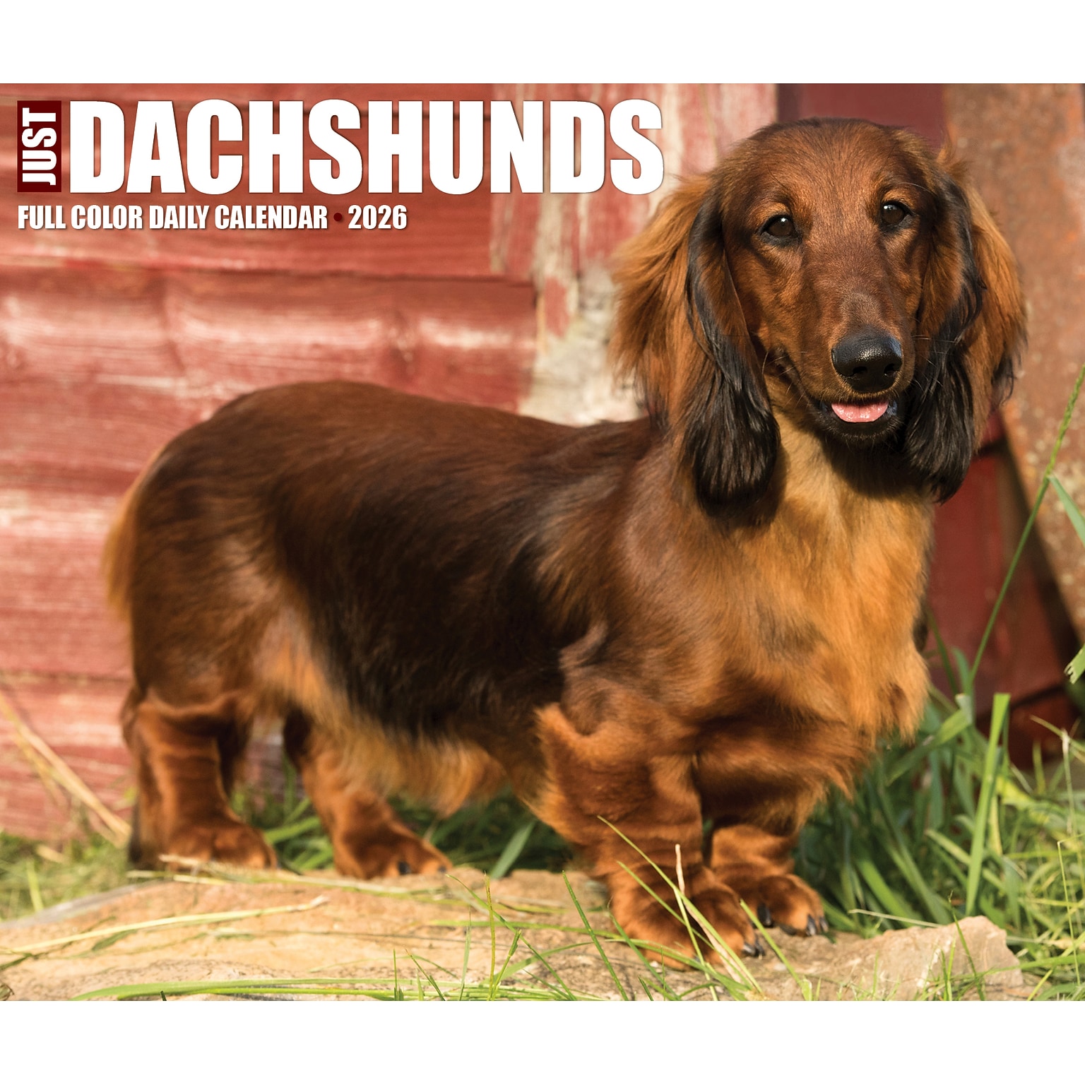 2026 Willow Creek Dachshunds 6.2 x 5.4 Day-to-Day Calendar (54093)