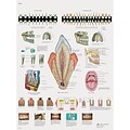 3B Scientific® Anatomical Charts; Teeth, Laminated