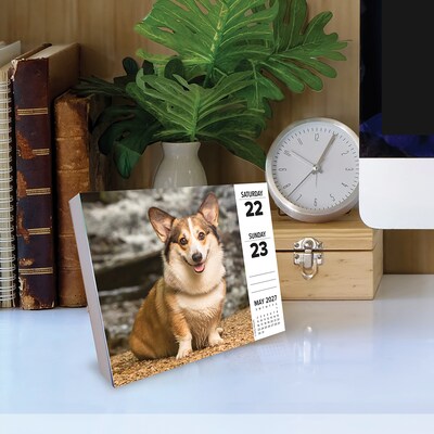 2027 Willow Creek Corgis 6.2" x 5.4" Daily Day-to-Day Calendar, Assorted Colors (63354)