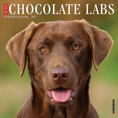 2027 Willow Creek Chocolate Labs  12 x 12 Monthly Wall Calendar (59692)